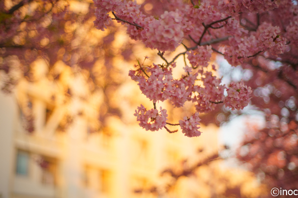 f:id:inoc12:20190310142625j:plain f:id:inoc12:20190310142625j:plain