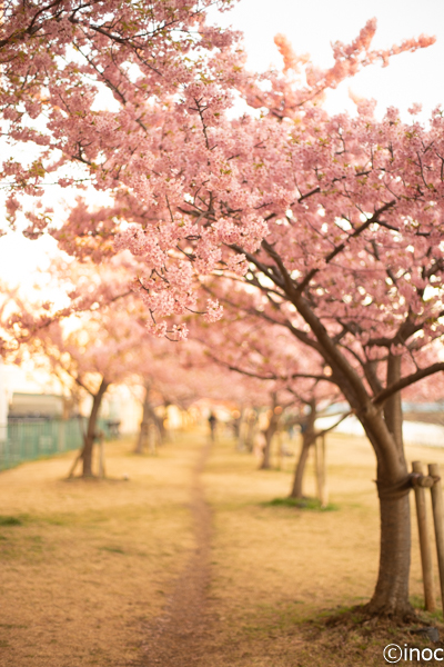 f:id:inoc12:20190310142629j:plain f:id:inoc12:20190310142629j:plain