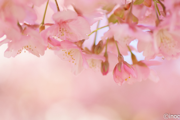 f:id:inoc12:20190310142635j:plain f:id:inoc12:20190310142635j:plain