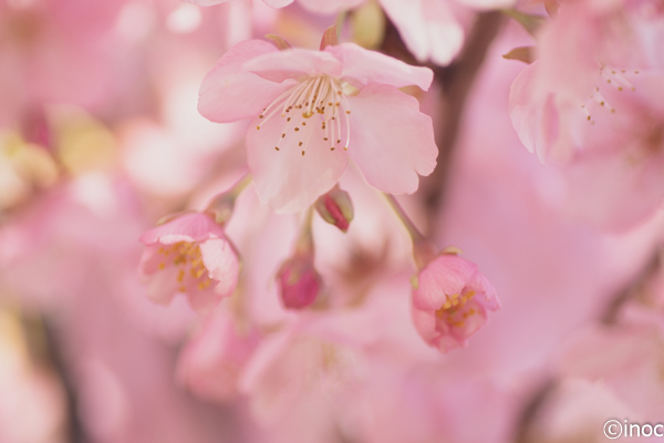 f:id:inoc12:20190310142639j:plain f:id:inoc12:20190310142639j:plain