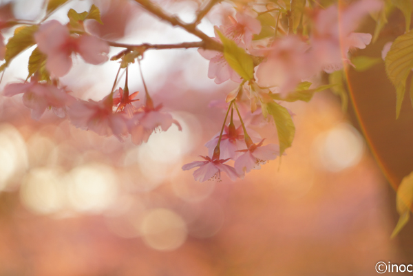 f:id:inoc12:20190310142642j:plain f:id:inoc12:20190310142642j:plain