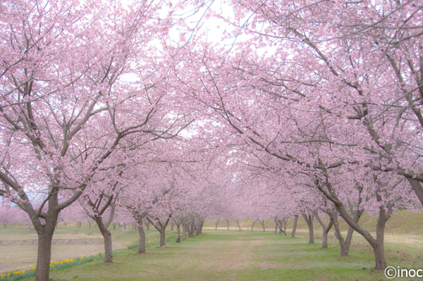 北浅羽安行寒桜