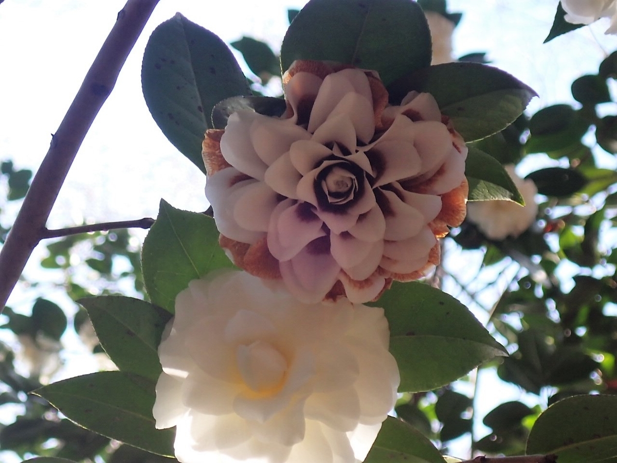 今日の公園 21年2月28日 日 椿菌核病 ツバキキンカクチャワンタケ ナチュラリスト志願