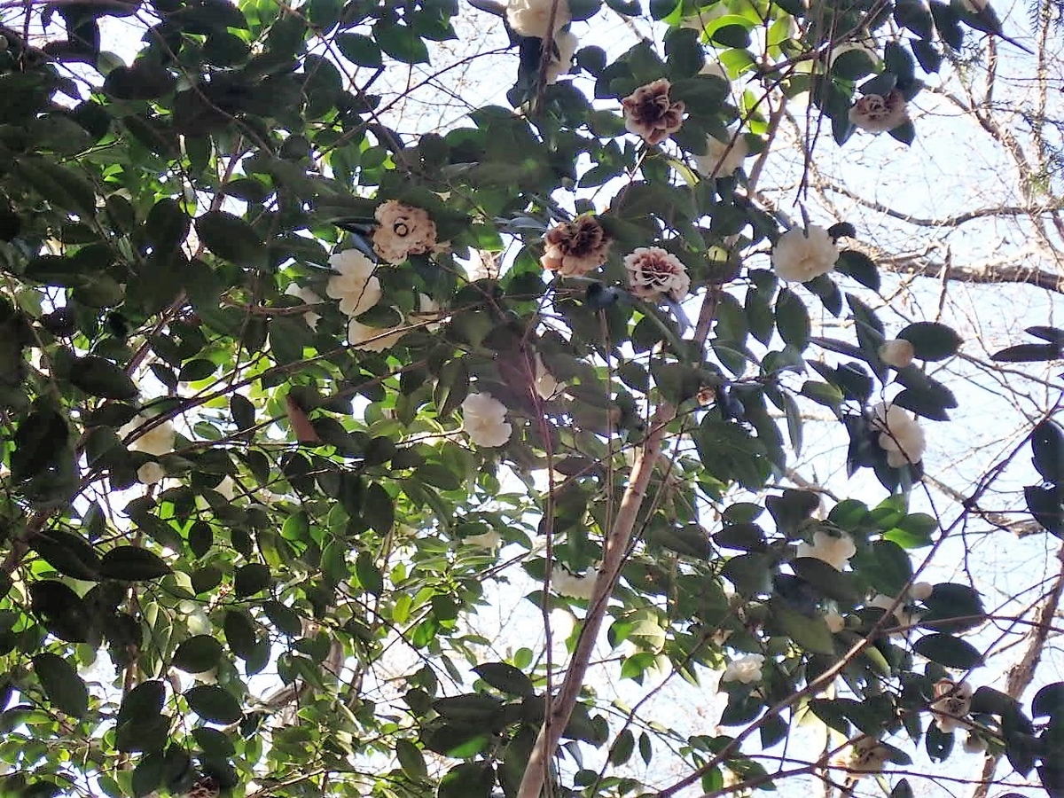 今日の公園 21年2月28日 日 椿菌核病 ツバキキンカクチャワンタケ ナチュラリスト志願