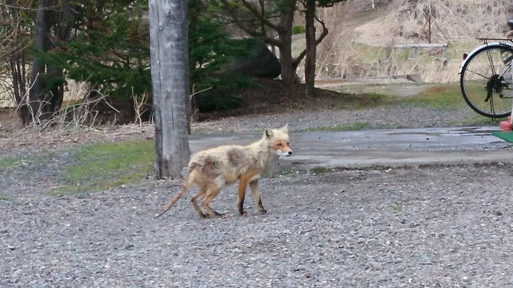 f:id:inoppi0625:20190308210513j:plain f:id:inoppi0625:20190308210513j:plain