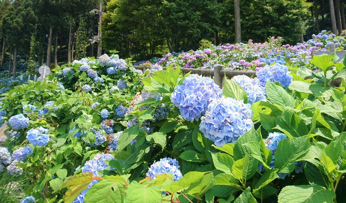 f:id:inoppi0625:20200507141451j:plain