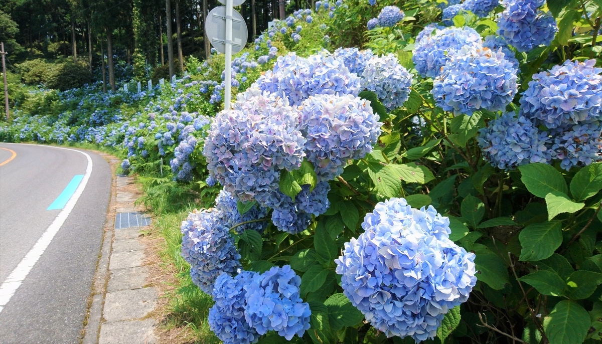 f:id:inoppi0625:20200507141454j:plain