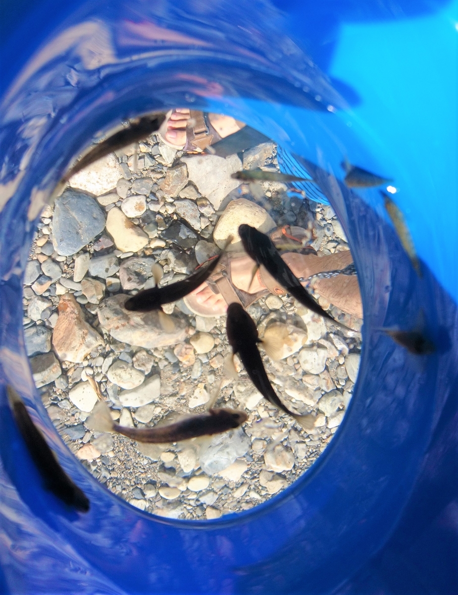 f:id:inoppi0625:20200507212110j:plain