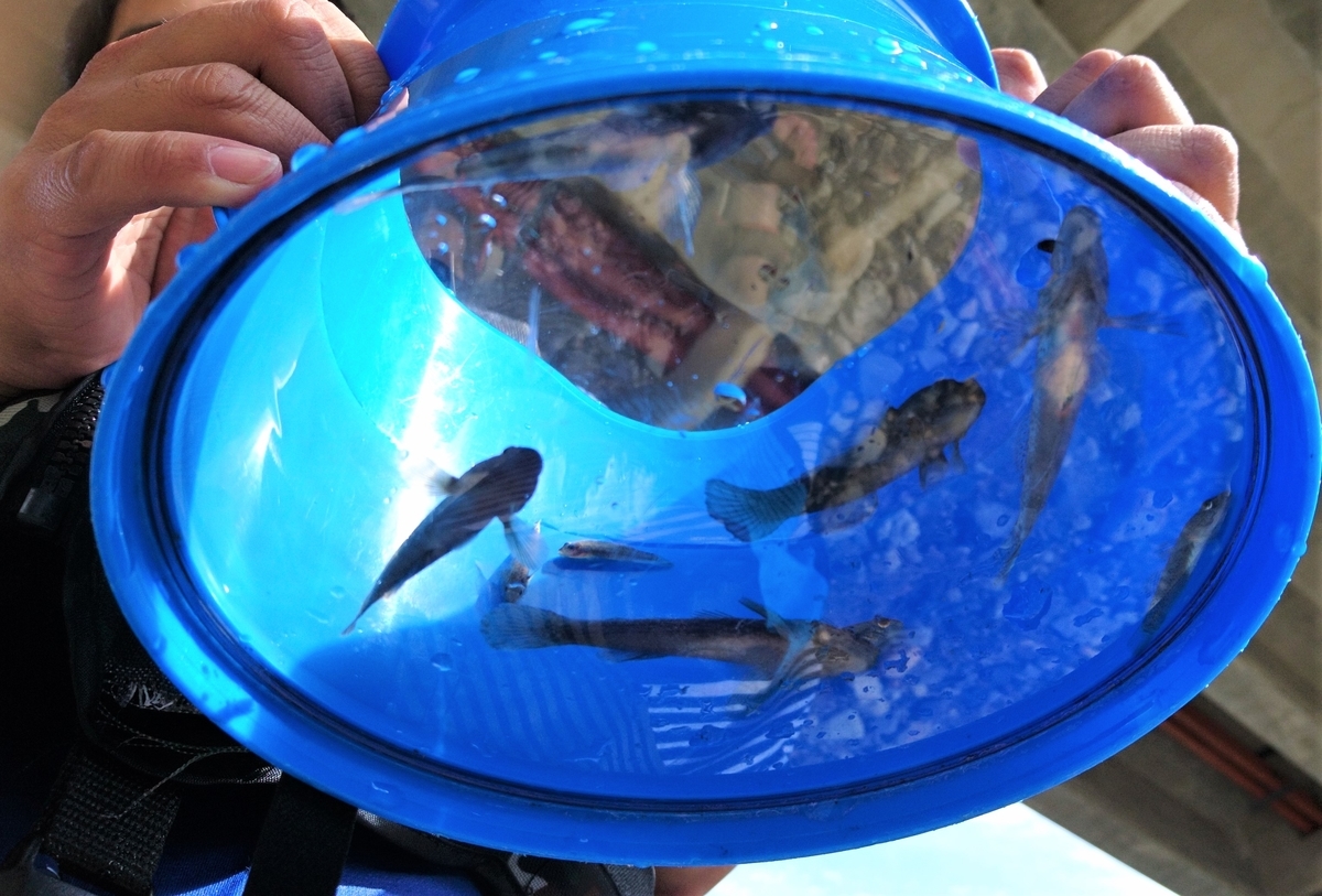 f:id:inoppi0625:20200507212112j:plain