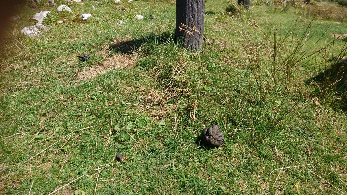 f:id:inoppi0625:20200509233956j:plain