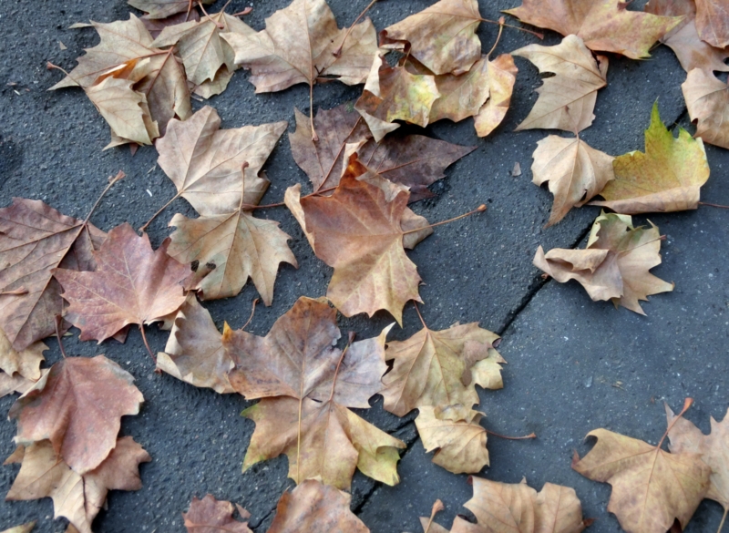 f:id:inotora12:20151105170540j:image:w360