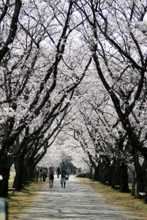 f:id:inoue1024:20090408225704j:image f:id:inoue1024:20090408225704j:image