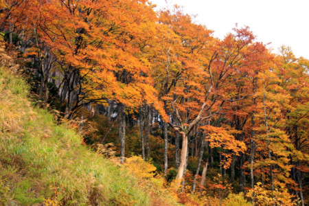 f:id:inoue1024:20091027115034j:image