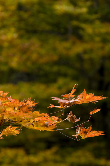 f:id:inoue1024:20101019085020j:image f:id:inoue1024:20101019085020j:image
