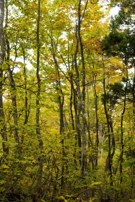 f:id:inoue1024:20101019091551j:image f:id:inoue1024:20101019091551j:image