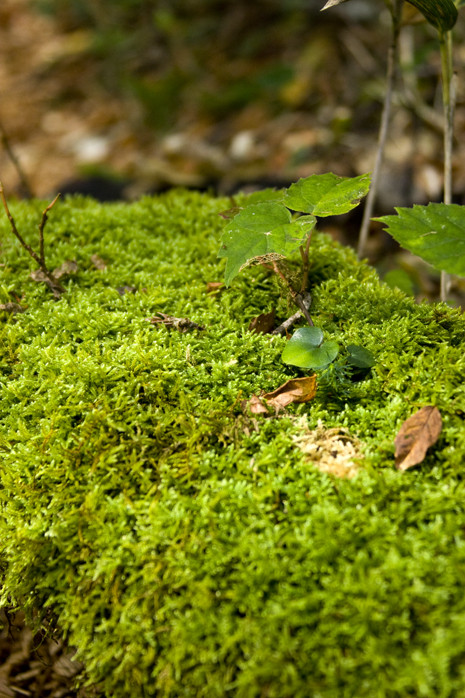 f:id:inoue1024:20101019112717j:image f:id:inoue1024:20101019112717j:image