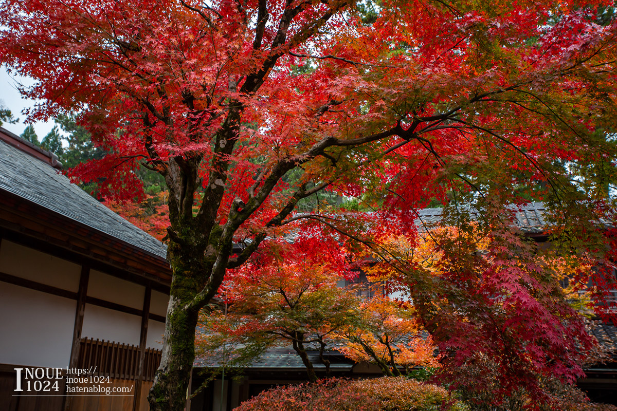 f:id:inoue1024:20190926073616j:plain