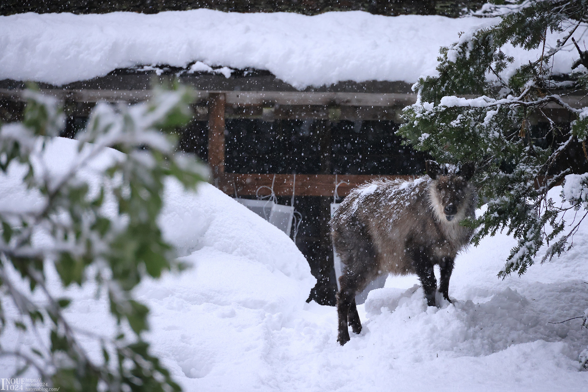 f:id:inoue1024:20210217194032j:plain