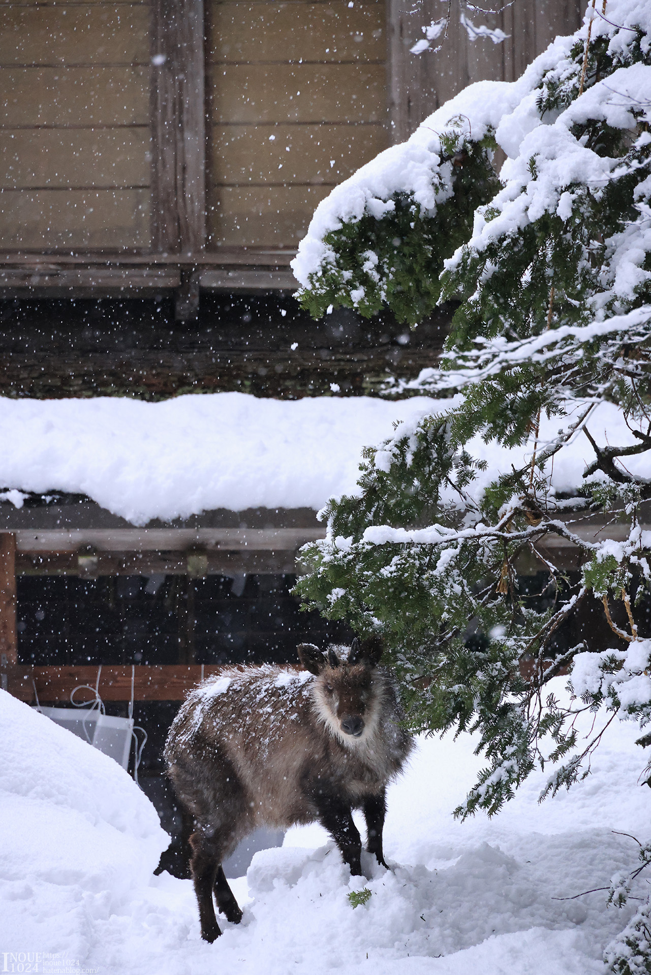 f:id:inoue1024:20210217194039j:plain