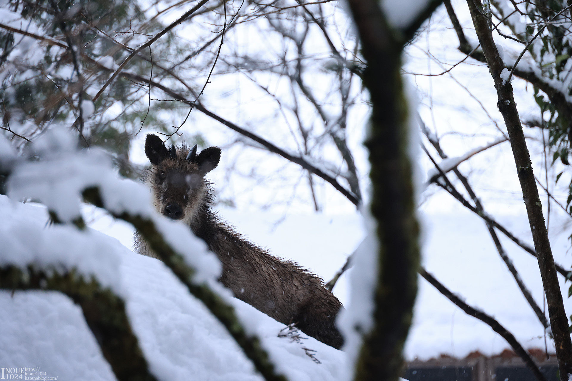 f:id:inoue1024:20210217194441j:plain