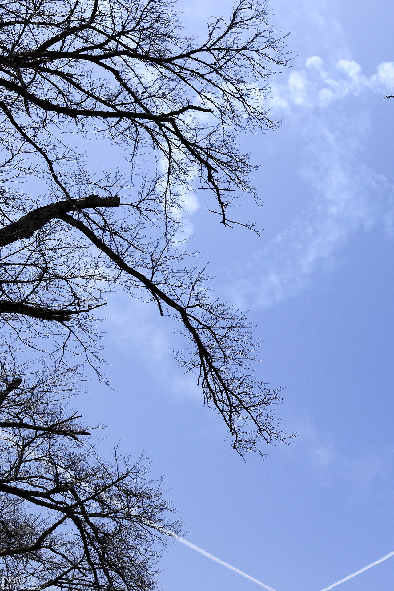 ブルーインパルス展示飛行