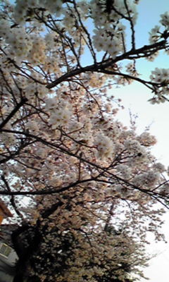 f:id:inpaku-chan:20090413172937j:image f:id:inpaku-chan:20090413172937j:image