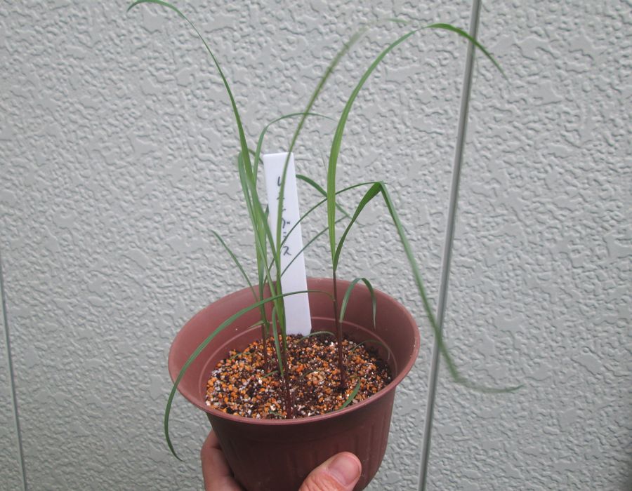 ヘンルーダは発芽率悪し レモングラスは順調 小庭通信 ヘンルーダは発芽率悪し レモングラスは順調 小庭通信