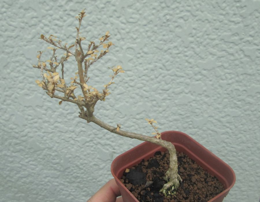 植え替えまさかの肥料ヤケ 小庭通信