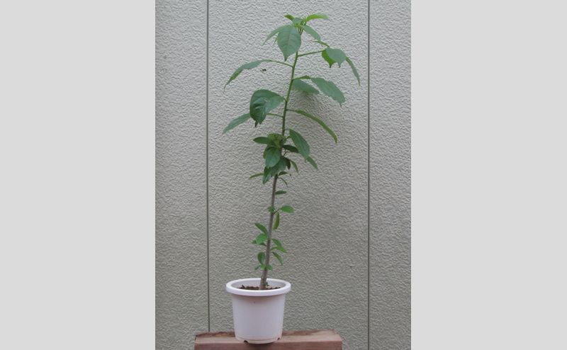バオバブの剪定と葉を食べてみた 小庭通信