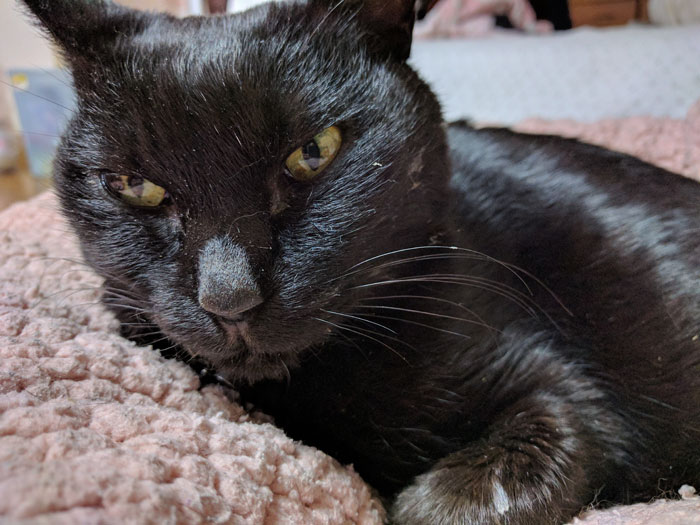 f:id:insaneway:20190210012253j:plain