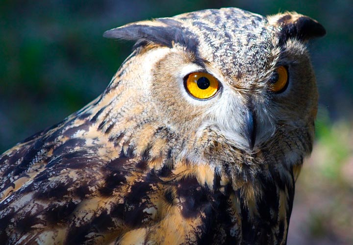 f:id:insaneway:20191124002750j:plain