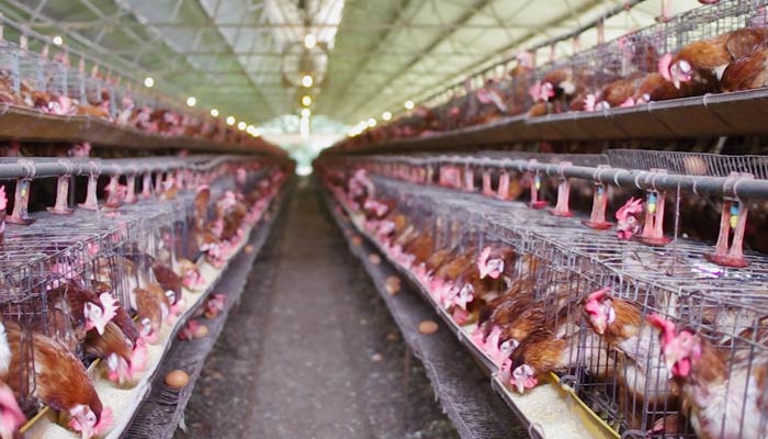 『世界の今をダイジェスト』で、家禽が狭い柵に入れられ飼われる