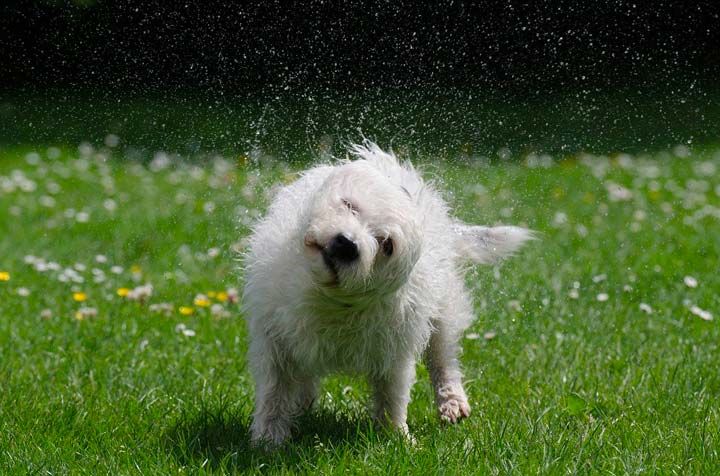 ブログ記事ヘッダー 体を振って水滴を飛ばす犬