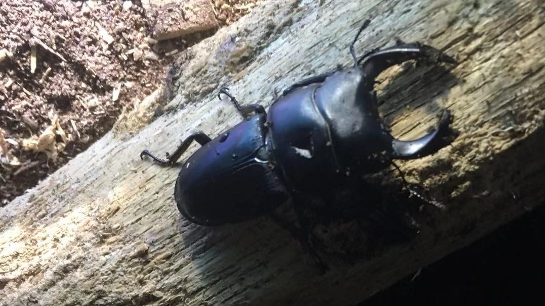 f:id:insect-hunting:20191025060807j:plain