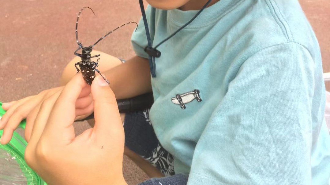 f:id:insect-hunting:20191026091456j:plain