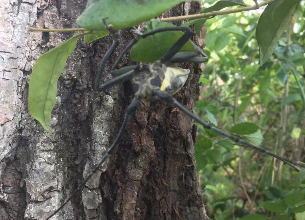 f:id:insect-hunting:20191026091532j:plain
