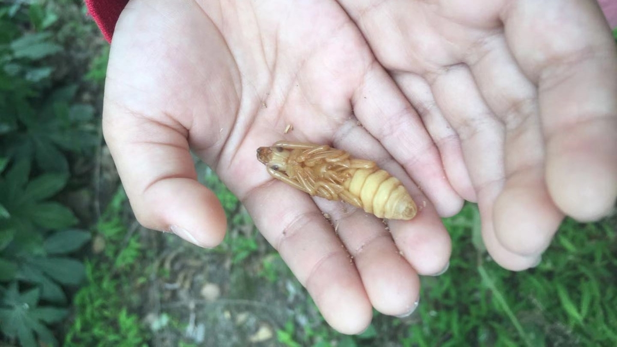 f:id:insect-hunting:20191026091533j:plain