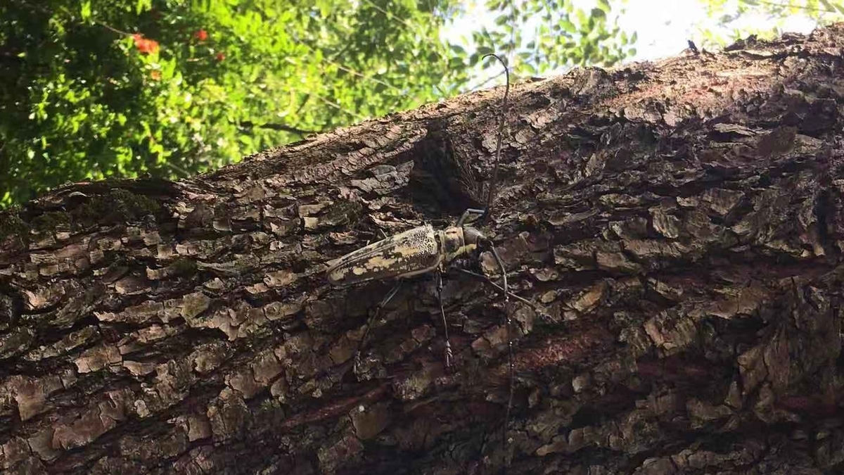 f:id:insect-hunting:20191026091552j:plain