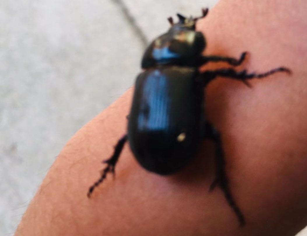 f:id:insect-hunting:20191026091610j:plain