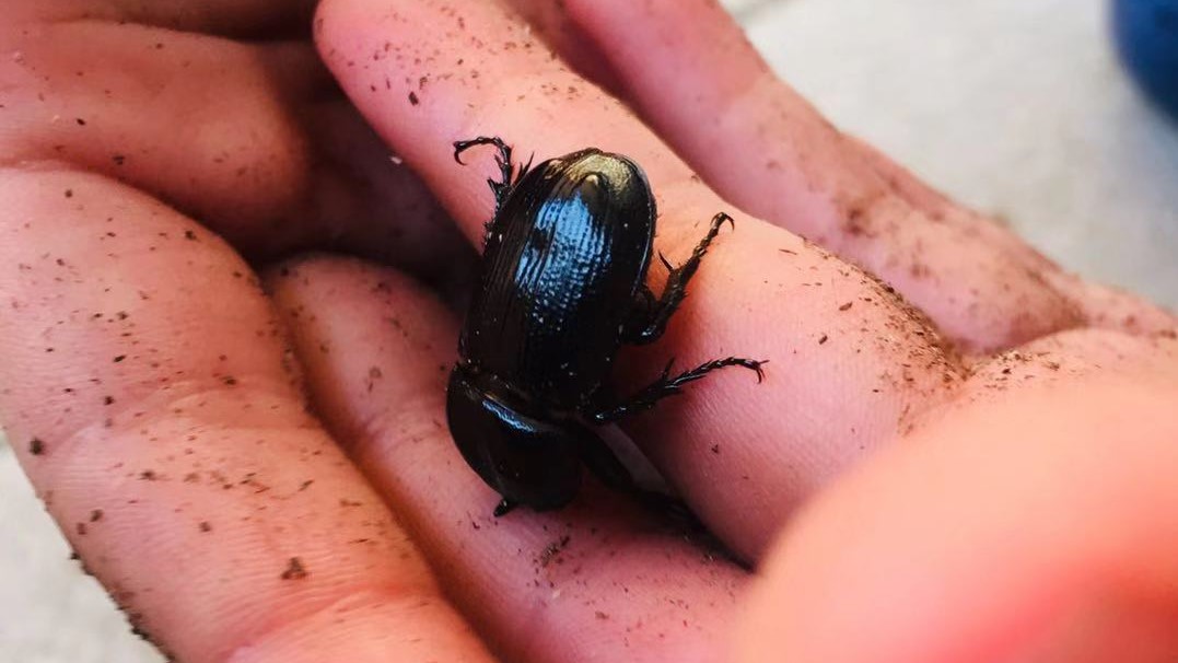 f:id:insect-hunting:20191026091622j:plain