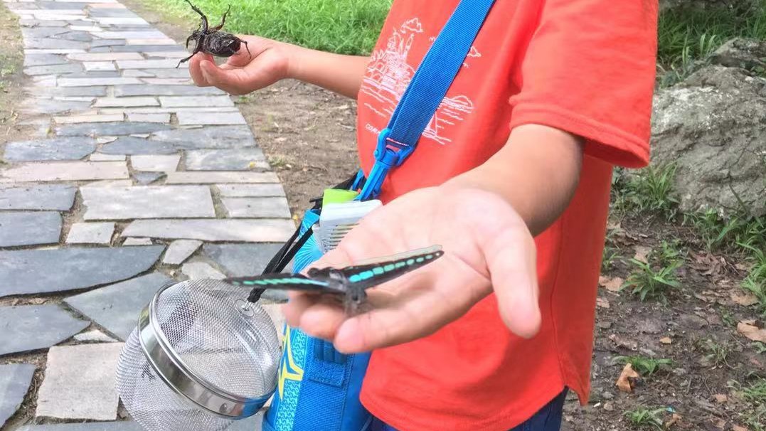 f:id:insect-hunting:20191026152126j:plain