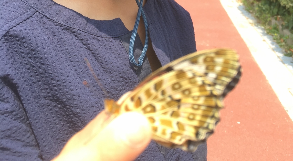 f:id:insect-hunting:20191026152128j:plain