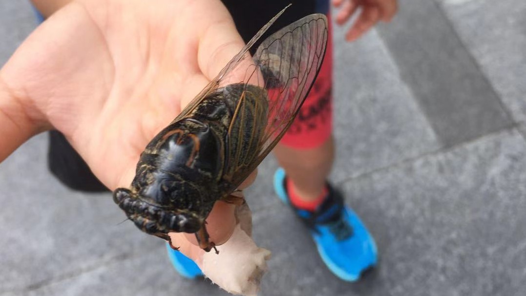 f:id:insect-hunting:20191030020926j:plain