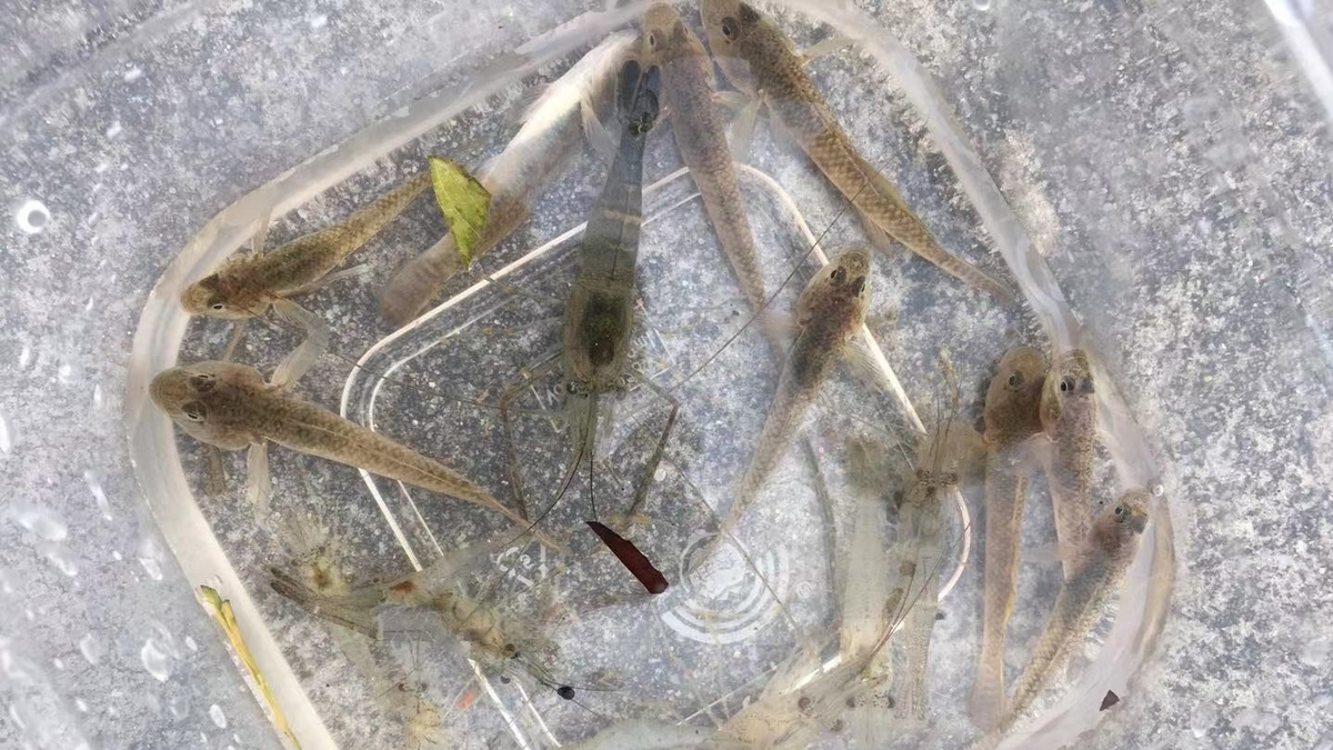 f:id:insect-hunting:20191030021911j:plain