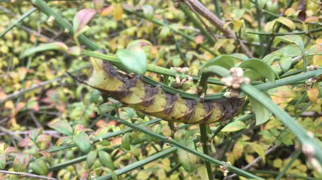 f:id:insect-hunting:20191030023227j:plain