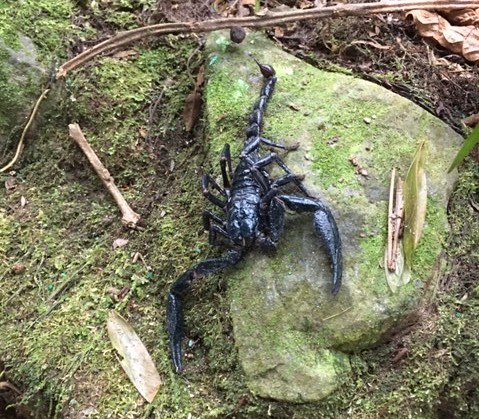 f:id:insect-hunting:20200209214649j:plain