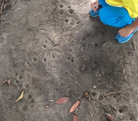 f:id:insect-hunting:20200209214756j:plain