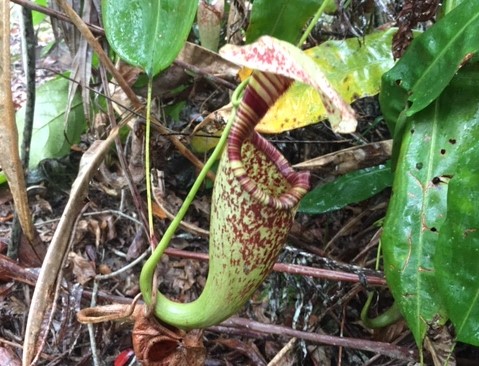 f:id:insect-hunting:20200209214920j:plain