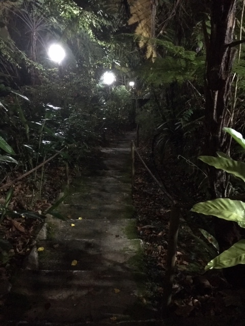 f:id:insect-hunting:20200209215714j:plain