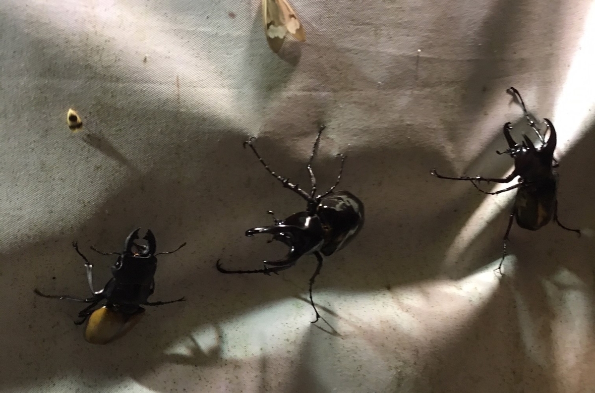 f:id:insect-hunting:20200209220920j:plain